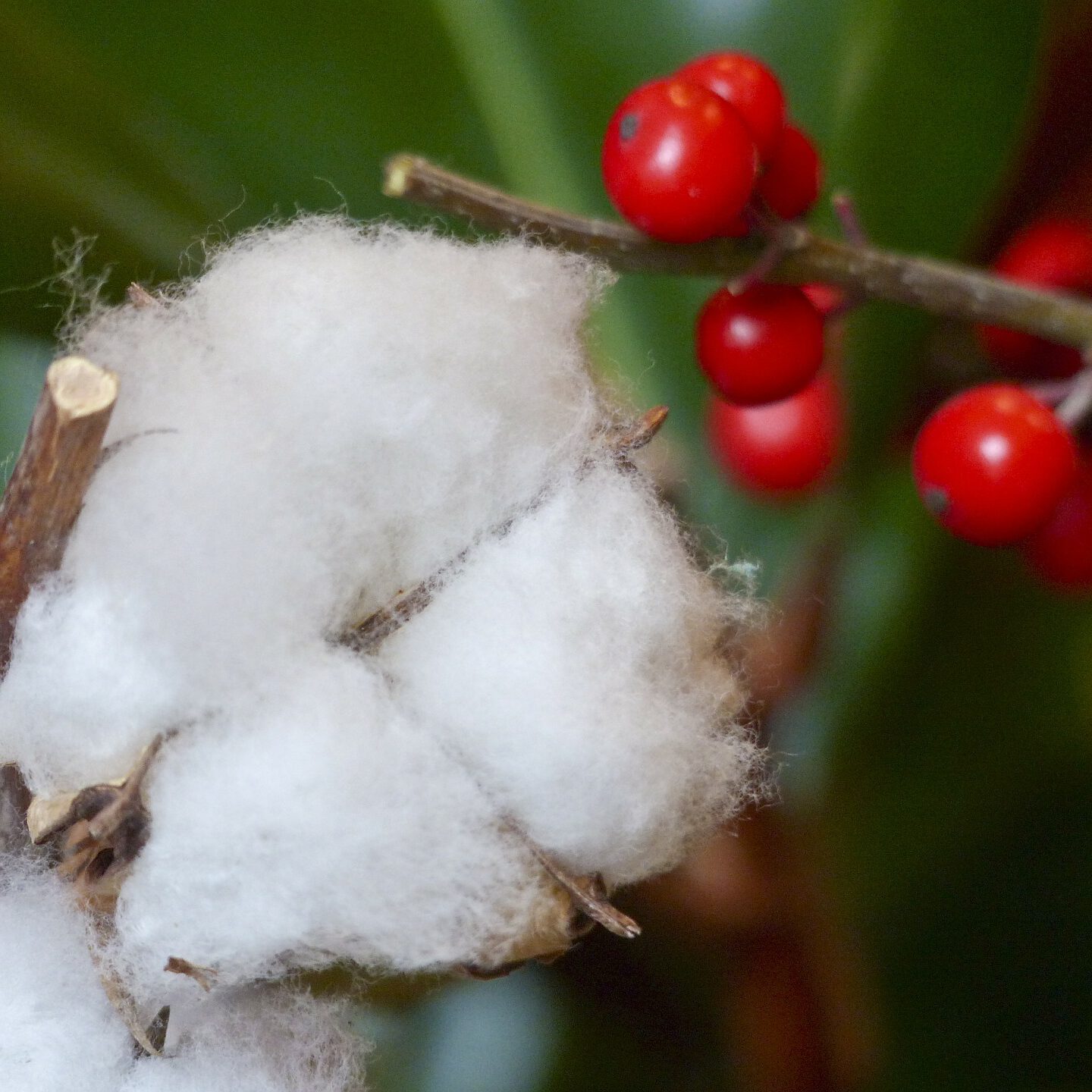 Symbolbild mit roten Beeren für Sensibilität